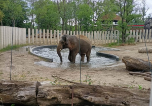 04. Kąpiel słonia