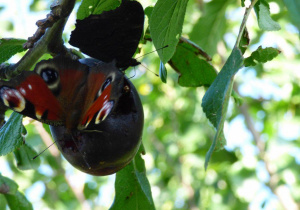 Motyle tez uwielbiają owoce, szczególnie śliwki.
