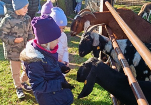 05 Dzieci karmią kozy