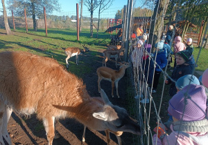 07 Dzieci karmią zwierzęta