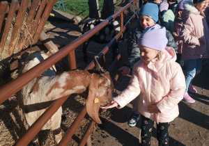 09 Dziewczynka karmi kozę