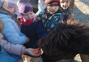 16 Przedszkolaki karmią alpaki