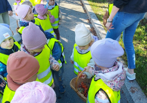 Kropelki zbierają dary jesieni do kącika przyrodniczego.