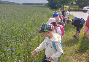 Przedszkolaki zbierają kwiaty