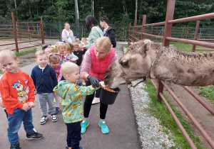 Dzieci karmią wielbłąda marchewką.