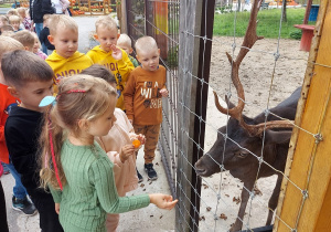 Dzieci karmią daniela.