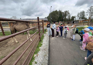Dzieci ustawione w pociąg przygotowują się do karmienia wielbłąda.