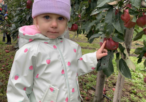 Dziewczynka dotyka jabłek.