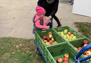 Dziewczynka wyjmuje jabłko ze skrzynki.