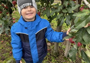 Chłopiec stoi przy jabłoni.