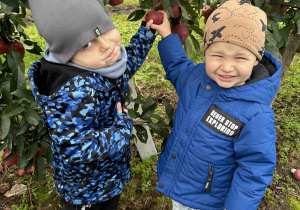 Dzieci zrywają jabłka.