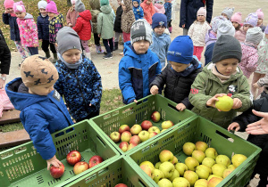 Chłopcy wybierają jabłka ze skrzynek.