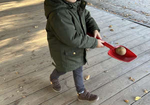 Chłopiec niesie ziemniaka na łopatce.