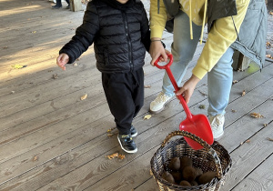 Chłopiec z panią wrzucają ziemniaka do koszyka.