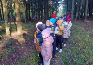 Promyczki rozglądają się po lesie.