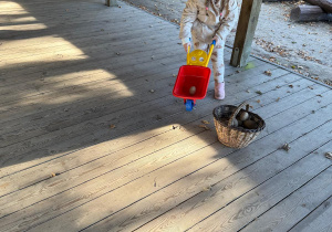 Dziewczynka trzyma taczkę z ziemniakiem.