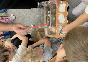 Dzieci oglądają żywe mrówki.