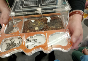 Pudełko z mrówkami.