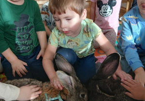 05. Chłopiec głaska królika.