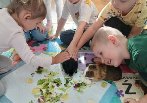 09. Dzieci głaskają świnki morskie.