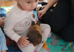 11. Dziewczynka trzyma świnkę morską.