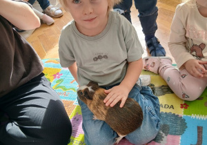 12. Chłopiec trzyma świnkę morską.
