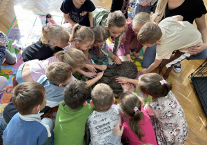 Dzieci siedzą w kole i oglądają króliki.