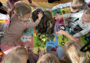 Głaskanie króliczków.