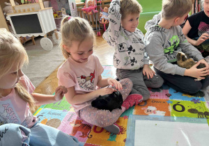 Głaszczemy świnki morskie.