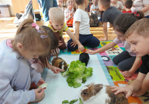 Dzieci karmią zwierzątka.