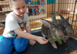 Chłopiec daje natkę pietruszki króliczkom.