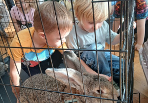 Chłopcy głaskają króliki.