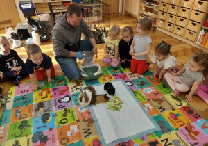 Przedszkolaki poznają świnki morskie.