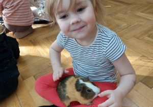 Dziewczynka trzyma na kolanach trzykolorową świnkę morską.