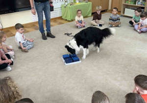 Piesek szuka schowanej przez dzieci karmy.