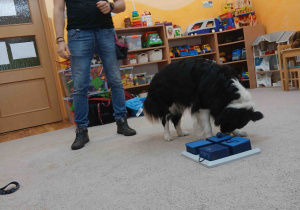 Pies szuka smaczków.