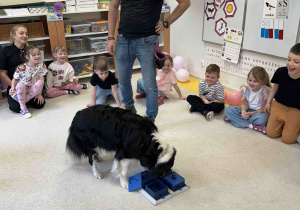 Piesek odgaduje za pomocą węchu gdzie zostały schowane smaczki.