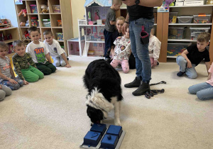 Piesek szuka smakołyków.