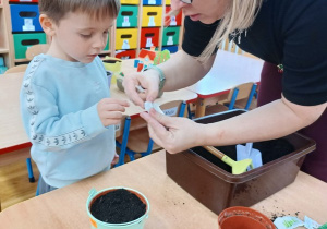 19. Chłopiec wysypuję nasiona na ręke.