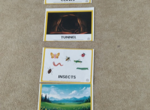 W październiku bohaterem projektu ,,Wonderful animals", był borsuk. Dzieci poprzez zabawy muzyczno - ruchowe, ruchowe i rymowanki poznały budowę ciała i środowisko życia borsuka.