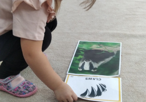 05.Dziewczynka układa ilustracje.