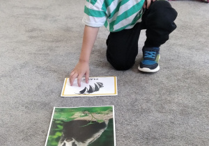 09.Pięciolatek wskazuje części ciała borsuka.