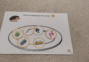 02.Ilustracja ze smakołykami jeża.