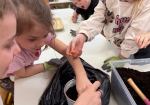 Dzieci sadzą cebulki.