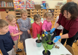 Wspólne sadzenie hiacynta.