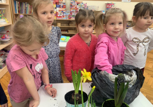 Dziewczynka wsypuje ziemię do doniczki.