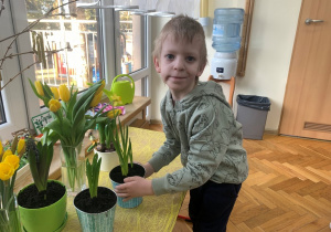 Chłopiec stawia kwiatka w kąciku przyrody.