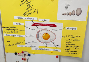 To jest jajko - nasz projekt.