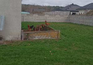 Kogut z kurkami w naturalnym środowisku.