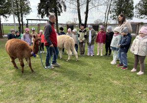 Dzieci patrzą na alpaki.